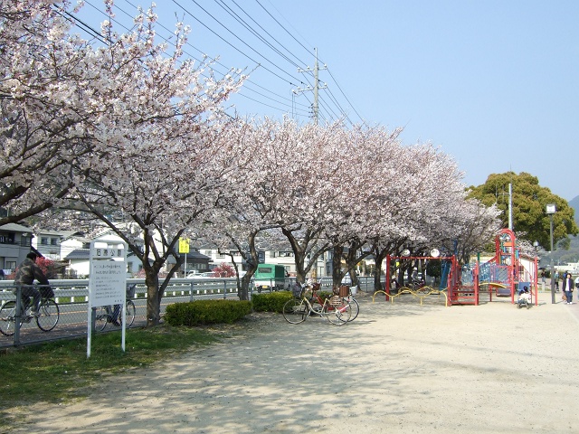 石原公園・畝公園の桜_b0095061_945785.jpg