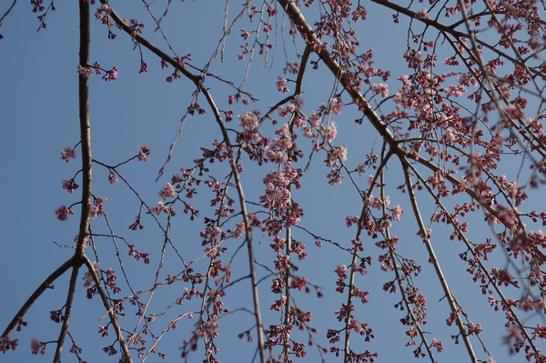 通勤路の桜_c0157761_85662.jpg