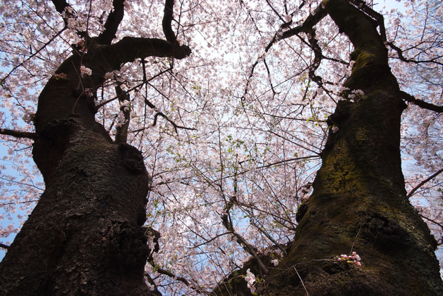 小金井公園にて、、、。_f0136162_09210.jpg