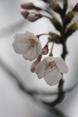 桜　染井吉野　＊ほろほろと＊_d0141365_224049.jpg