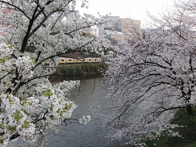 外堀の桜＆東方神起出演、「オンタマ（２）」鑑賞♪_c0127366_2347876.jpg