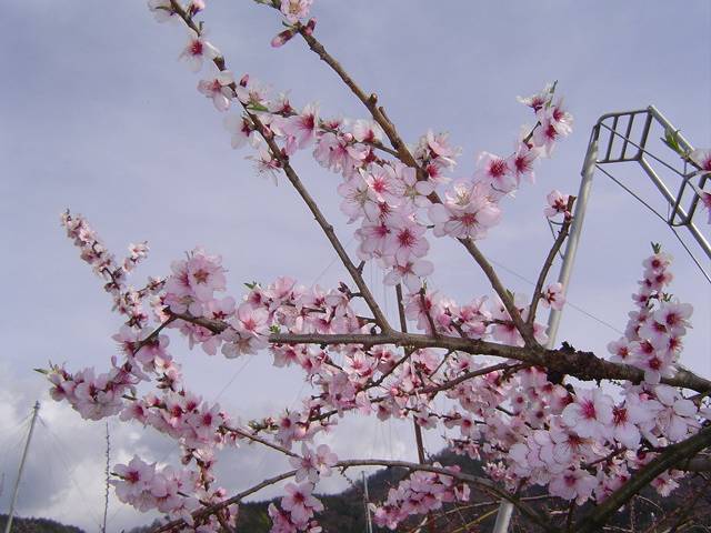 慈雲寺の枝垂れ桜（山梨）_d0081669_713478.jpg