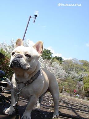 多摩川台公園と自由が丘の桜_d0071970_10394427.jpg