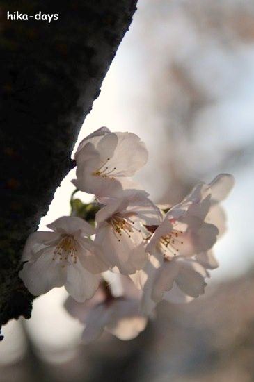 Cherry blossoms  VOL.2_b0138071_23434560.jpg