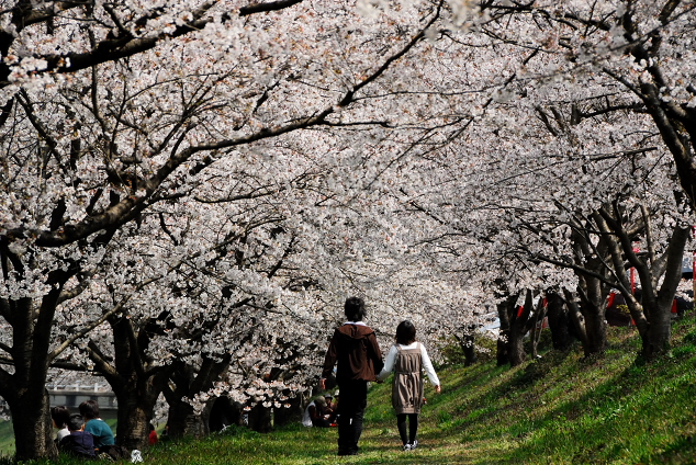 満開の桜_a0041073_22415859.jpg