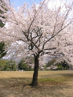 やっぱり桜でしょう_b0039373_20359100.jpg