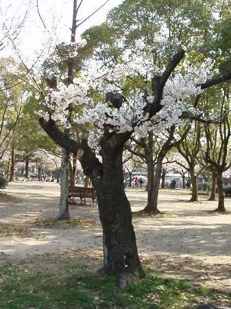 やっと　桜満開_b0092475_2218215.jpg