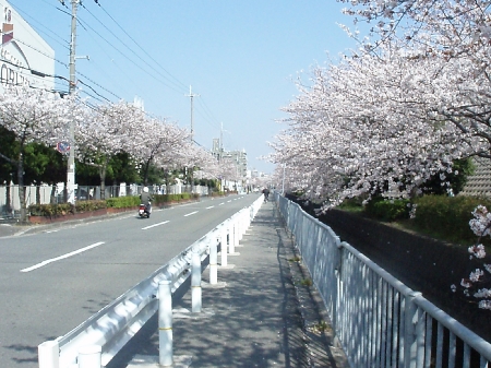 やっと　桜満開_b0092475_22211633.jpg