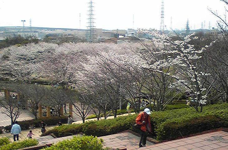 桜の頃です。_c0181475_12143259.jpg