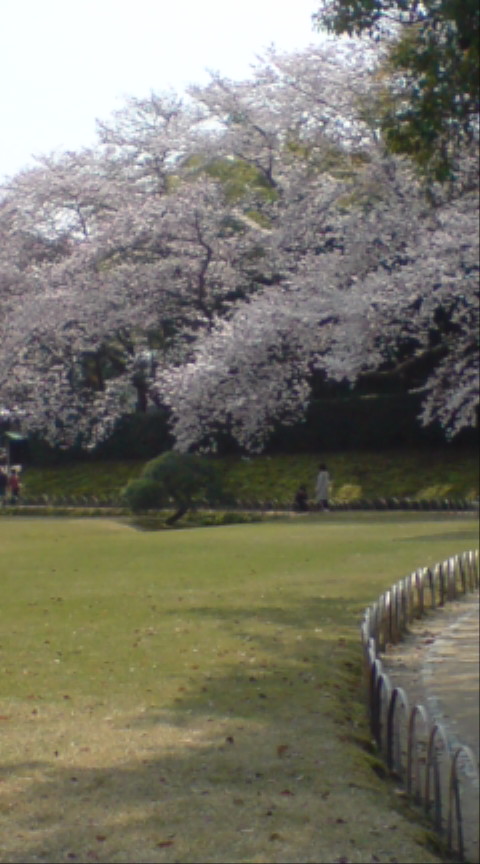 桜_f0155475_7595549.jpg