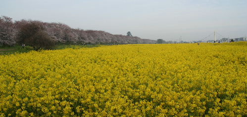 お花見&ドッグラン_c0124577_13531829.jpg