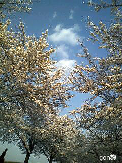 c0059278_145786.jpg