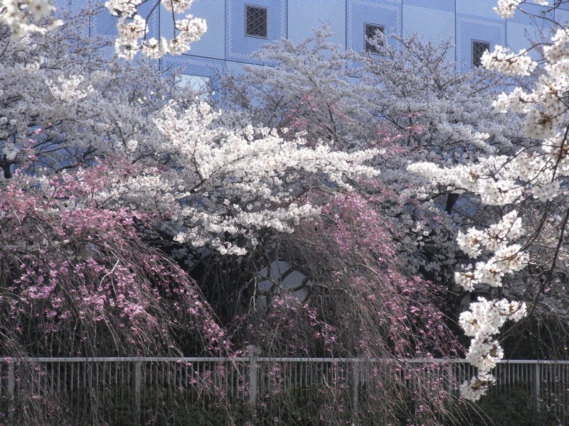 花見通勤、12,447歩_c0173978_13182669.jpg