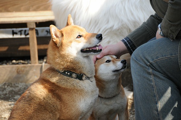 とぶき　200903 25_c0109780_16374147.jpg