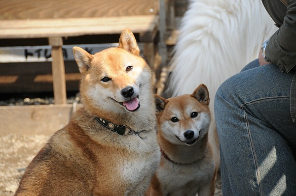 とぶき　200903 25_c0109780_1638292.jpg