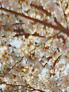 お花見_a0059281_14401114.jpg