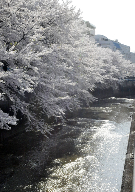 石神井川の桜_c0187782_184841.jpg