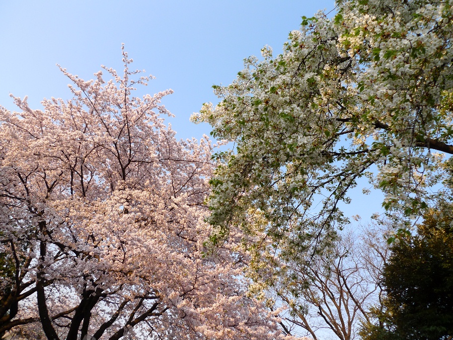 大島桜と染井吉野桜＠馬事公苑東門/弦巻門_d0056382_2311350.jpg