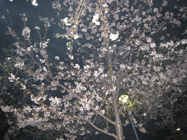 ☆お花見☆_f0202682_1951346.jpg