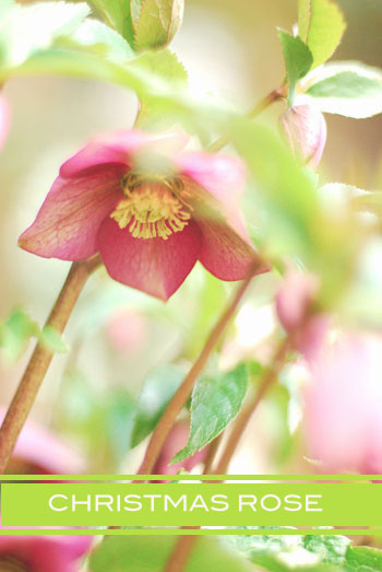 Flowers*コノ花を愛シテル* クリスマスローズ、そして紫花菜(むらさきはなな)_a0115684_2241020.jpg