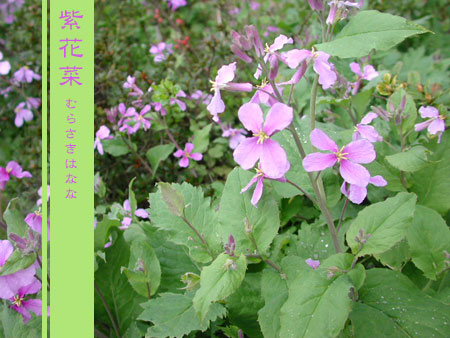 Flowers*コノ花を愛シテル* クリスマスローズ、そして紫花菜(むらさきはなな)_a0115684_22414444.jpg