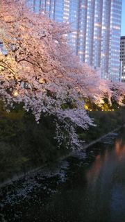 今日は夜桜。_f0032184_23293324.jpg