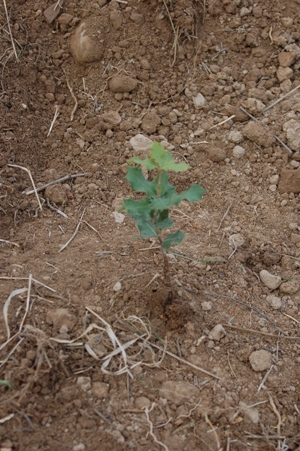 今年もトリュフの苗木を植えました_b0144985_17115763.jpg