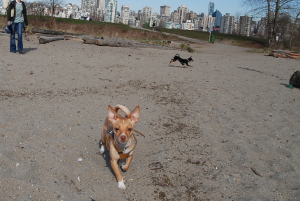 キツラノのワンちゃん達の浜辺です♪_d0129786_14453785.jpg