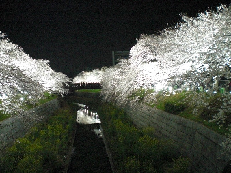 山崎川で夜桜見物_c0013687_048498.jpg