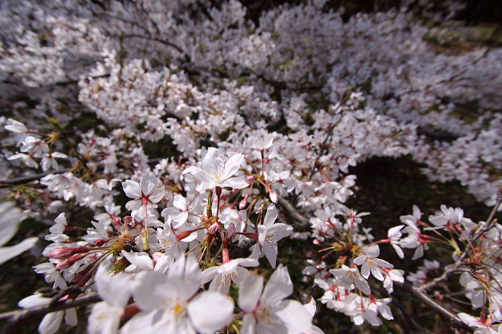 桜色の夢　2009-14　　　- 砧公園の桜 2 -_b0067789_2041112.jpg