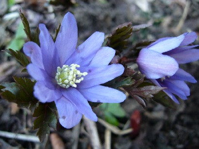 菊咲一花 草花と日々のこと あれこれ 菊咲一花 草花と日々のこと あれこれ