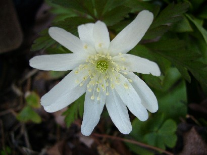 菊咲一花 草花と日々のこと あれこれ