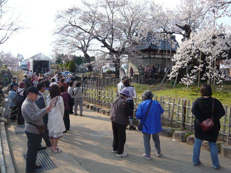 実相寺の山高神代桜_d0033890_10281468.jpg