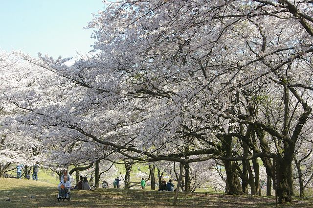 ■　お花見日和　　　09.4.7　　　（三ッ池公園、根岸森林公園）_e0070891_20194081.jpg