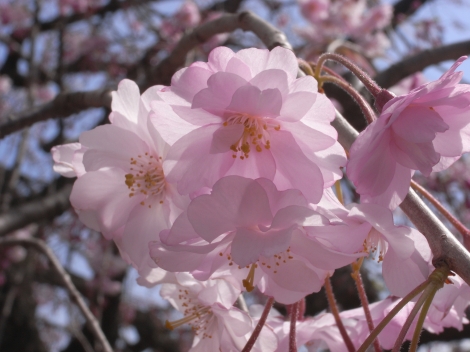 桜にいちご～京都お散歩(其の二)_e0152493_1935595.jpg