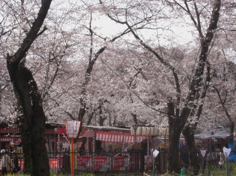 桜にいちご～京都お散歩(其の二)_e0152493_20111351.jpg