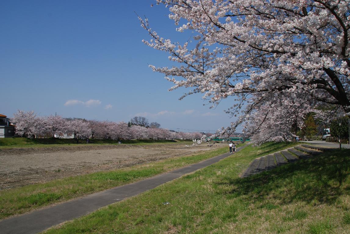 こだま千本桜_e0124594_22525734.jpg