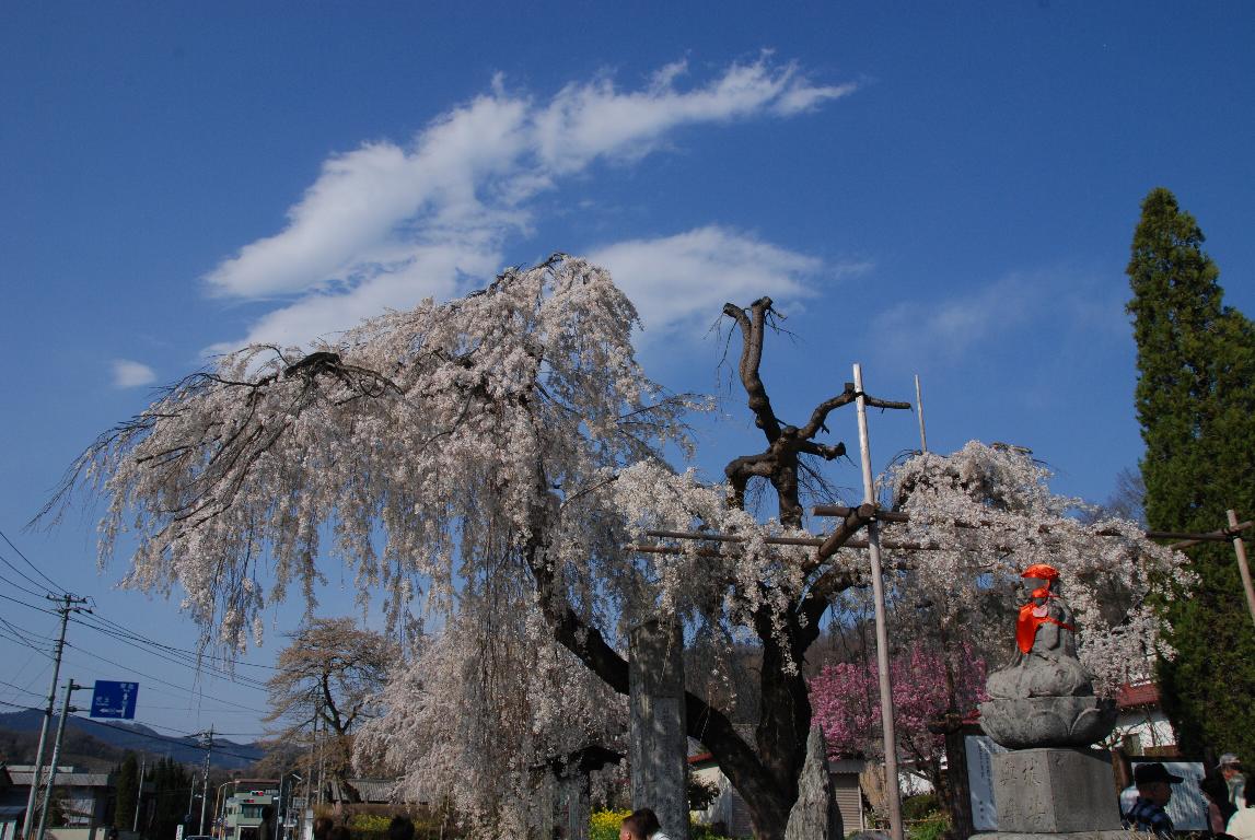 法善寺のしだれ桜_e0124594_2305629.jpg