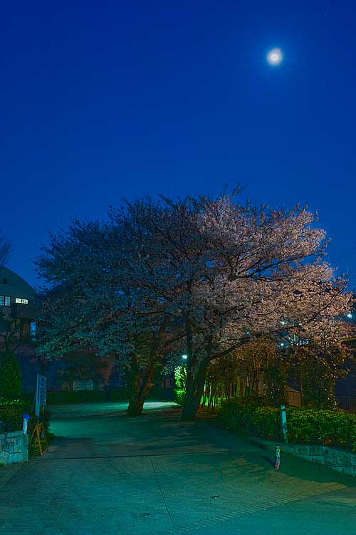 夕方から散歩しながら桜撮り_a0116197_2319269.jpg