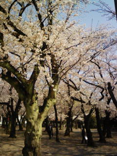 桜満開のもと平和を祈る_e0102799_14151037.jpg