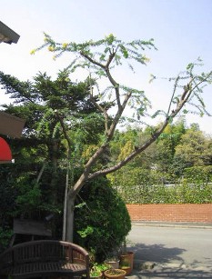 ミモザの花後の剪定_b0054602_17541128.jpg