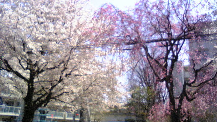 や、ばーい_f0195703_0155461.jpg