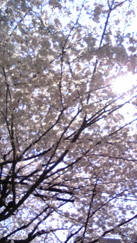 や、ばーい_f0195703_0155467.jpg