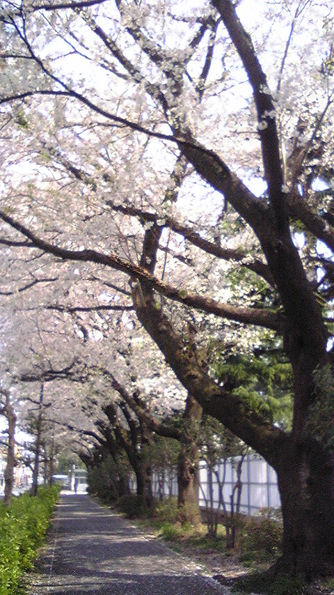 桜通信。vol. 3ぐらい_f0195703_17344816.jpg