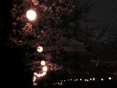 夜桜_b0080104_19361877.jpg