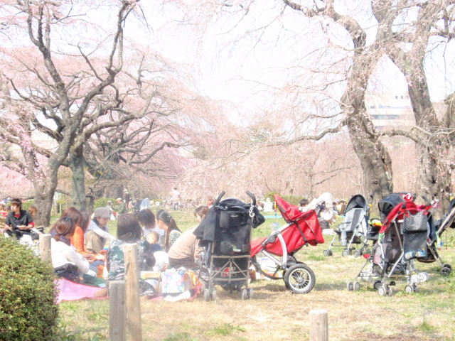 榴ヶ岡公園・桜リポートVOL.2　４/8_e0169804_15422882.jpg