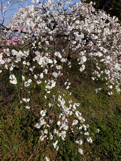 c0156908_23291991.jpg