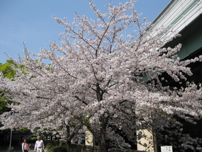 f0180508_168796.jpg