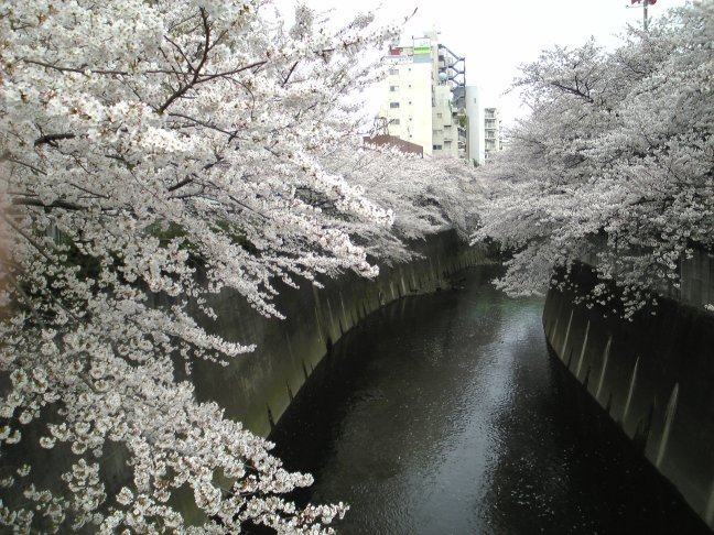 神田川の桜_c0003409_2337636.jpg