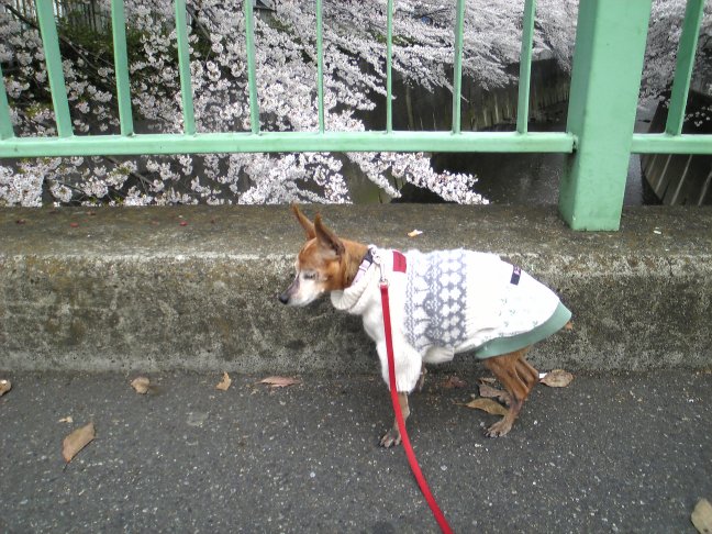 神田川の桜_c0003409_23381753.jpg